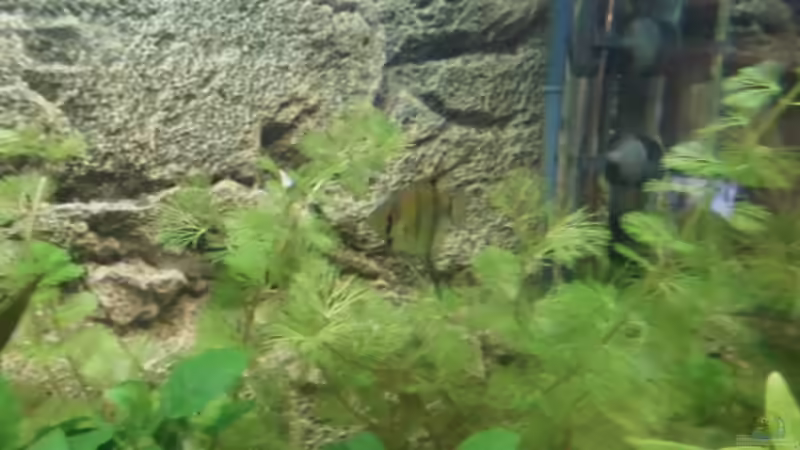 Pflanzen im Aquarium Becken 27534 von Thomas Seidenstuecker (9)