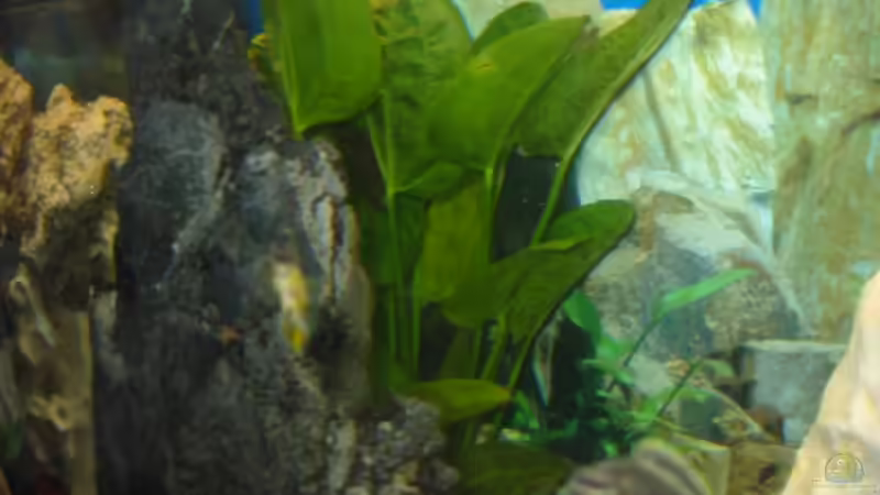 Pflanzen im Aquarium Becken 2755 von Thorsten Kausche (3)