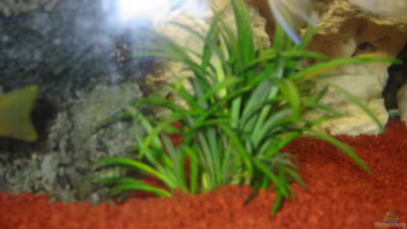Pflanzen im Aquarium Becken 2755 von Thorsten Kausche (4)