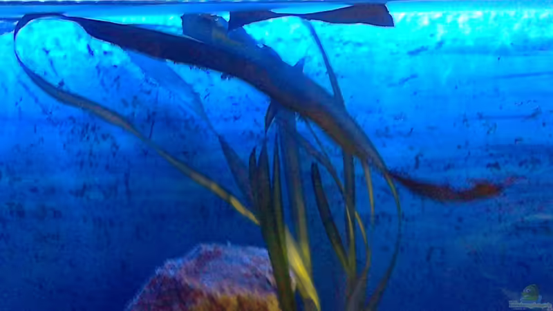 Pflanzen im Aquarium Becken 27594 von Torsten N. (7)