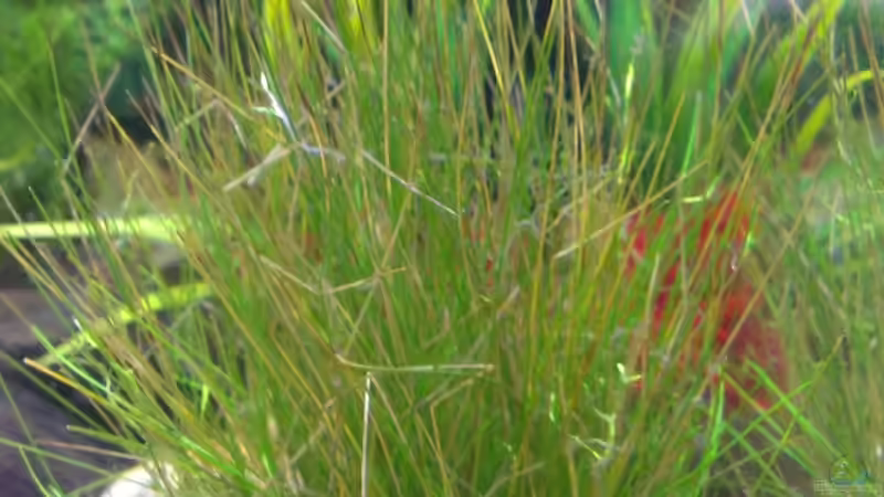 Pflanzen im Aquarium Becken 27669 (Aufgelöst) von Jan H. (2)