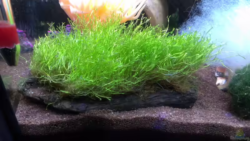 Pflanzen im Aquarium Becken 27669 (Aufgelöst) von Jan H. (3)