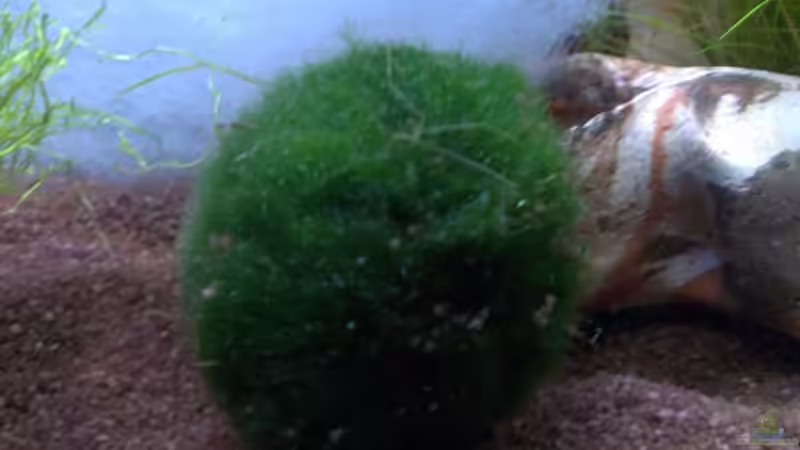 Pflanzen im Aquarium Becken 27669 (Aufgelöst) von Jan H. (4)