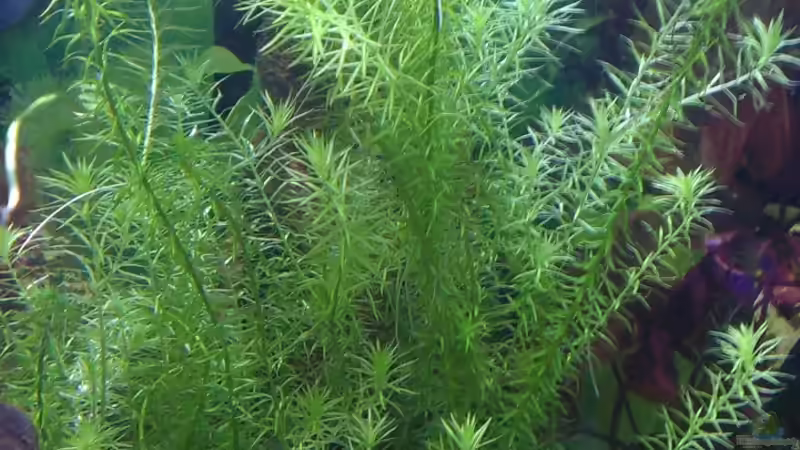 Pflanzen im Aquarium Becken 27669 (Aufgelöst) von Jan H. (5)