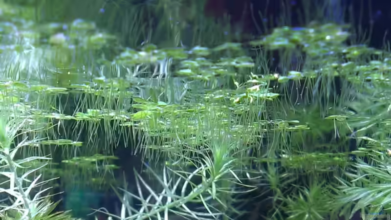 Pflanzen im Aquarium Becken 27669 (Aufgelöst) von Jan H. (6)