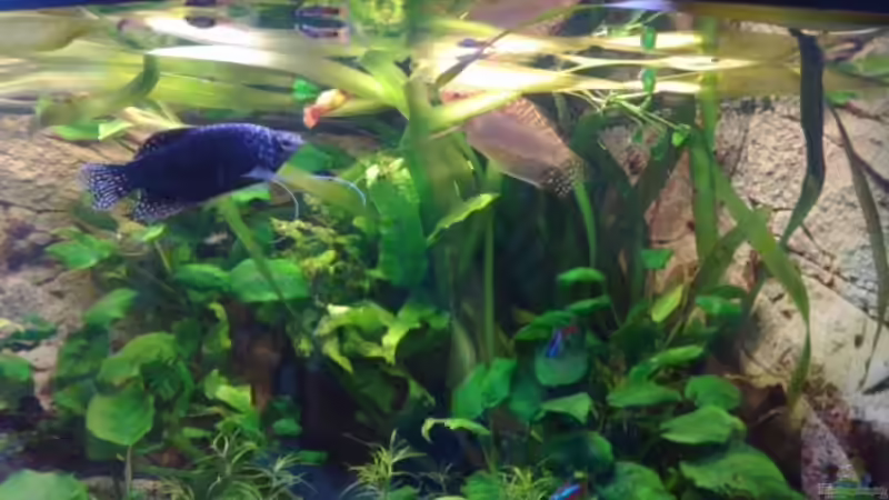 Pflanzen im Aquarium Becken 27671 von ecki (19)