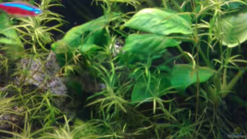 Pflanzen im Aquarium Becken 27671 von ecki (20)