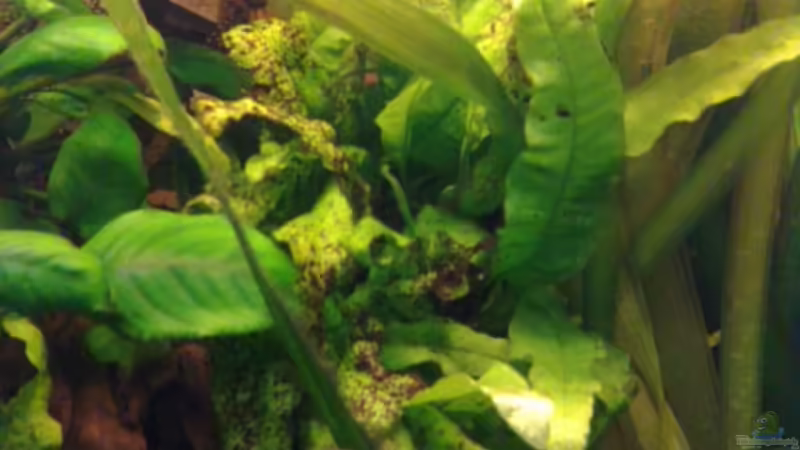 Pflanzen im Aquarium Becken 27671 von ecki (21)