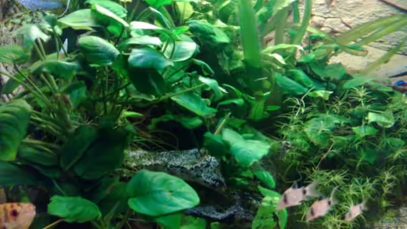 Pflanzen im Aquarium Becken 27671 von ecki (22)