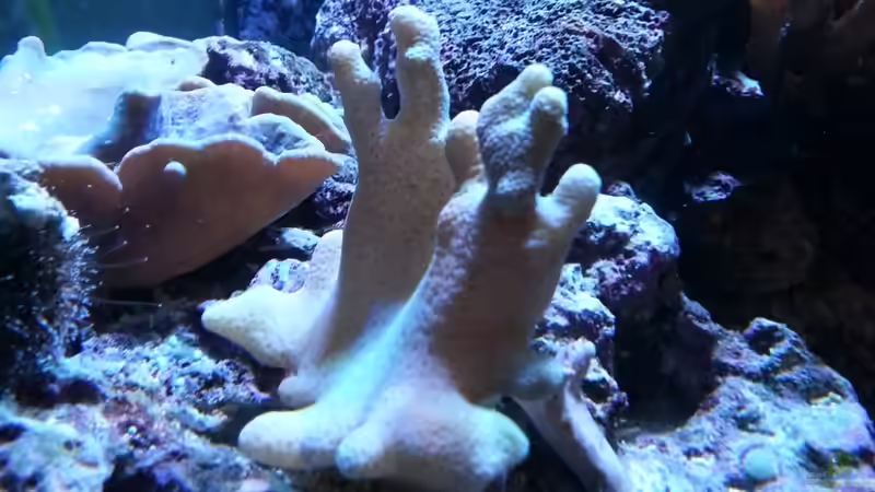 Pflanzen im Aquarium Becken 27697 von La-Sasch (10)