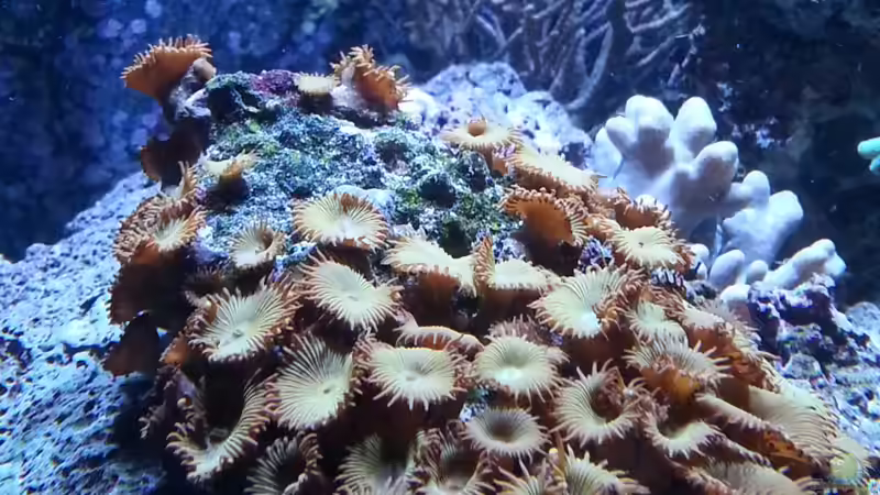 Pflanzen im Aquarium Becken 27697 von La-Sasch (11)
