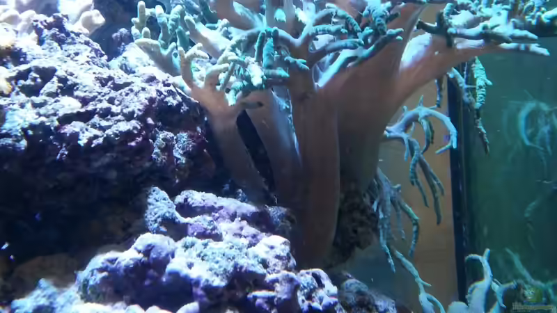 Pflanzen im Aquarium Becken 27697 von La-Sasch (12)