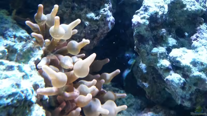 Pflanzen im Aquarium Becken 27697 von La-Sasch (13)