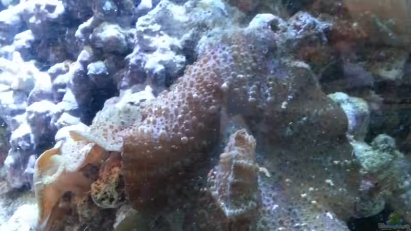 Pflanzen im Aquarium Becken 27697 von La-Sasch (14)