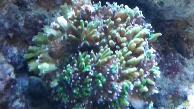 Pflanzen im Aquarium Becken 27697 von La-Sasch (15)