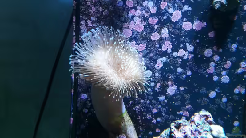 Pflanzen im Aquarium Becken 27697 von La-Sasch (2)