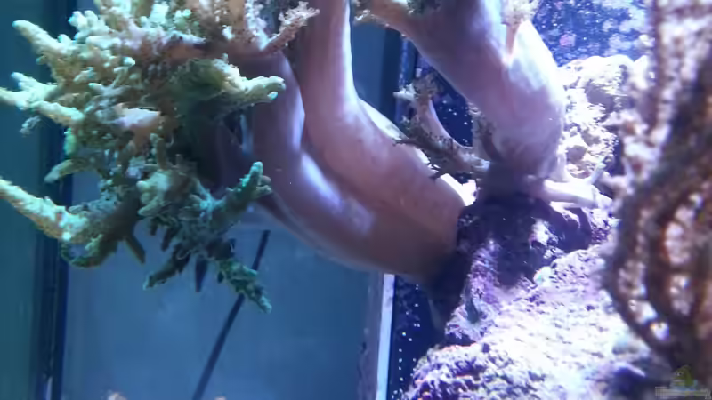 Pflanzen im Aquarium Becken 27697 von La-Sasch (4)