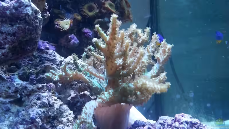 Pflanzen im Aquarium Becken 27697 von La-Sasch (6)