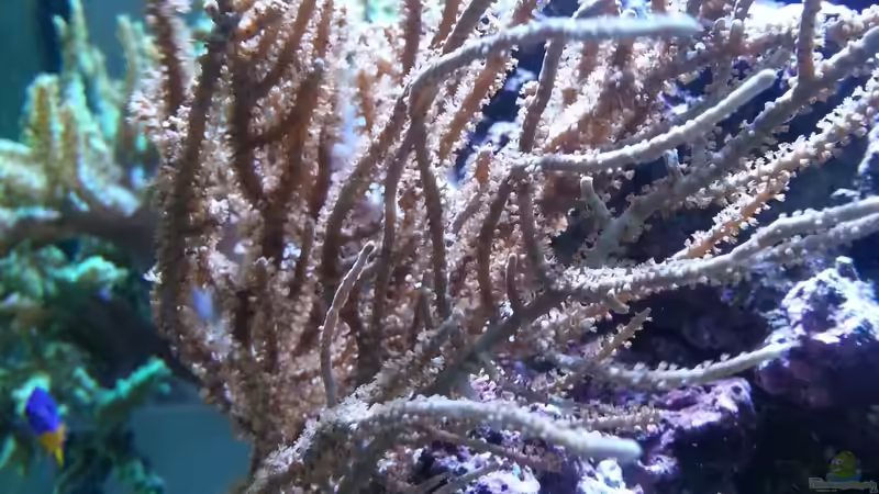 Pflanzen im Aquarium Becken 27697 von La-Sasch (7)