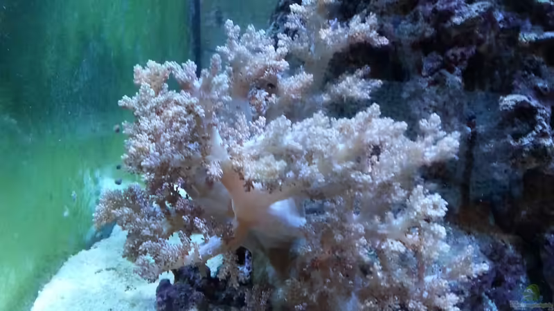 Pflanzen im Aquarium Becken 27697 von La-Sasch (8)