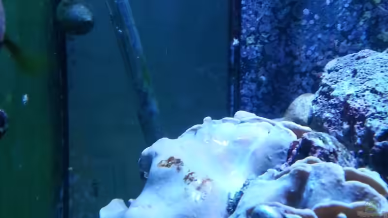 Pflanzen im Aquarium Becken 27697 von La-Sasch (9)