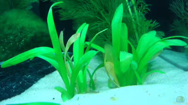 Pflanzen im Aquarium Becken 27728 von Daniel Eder (12)