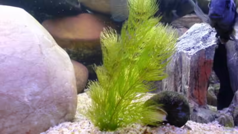 Pflanzen im Aquarium Becken 2779 von Frank Rollmann (3)