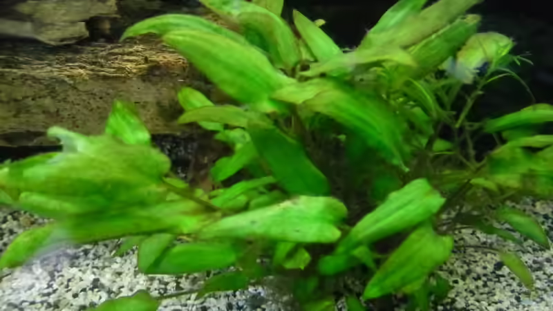 Pflanzen im Aquarium Becken 27826 (Nur noch als Beispiel) von Ruppinho (16)