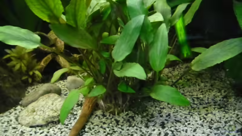 Pflanzen im Aquarium Becken 27826 (Nur noch als Beispiel) von Ruppinho (17)