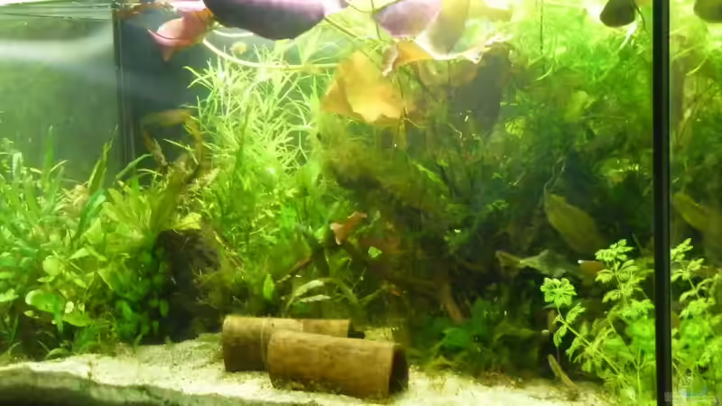 Pflanzen im Aquarium Becken 27845 von Jürgenzwei (2)