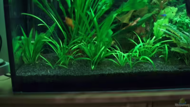 Pflanzen im Aquarium Becken 2785 von Mario Cindric (5)