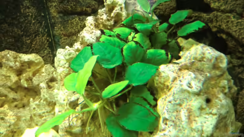 Pflanzen im Aquarium Becken 27926 von Aspel82 (13)