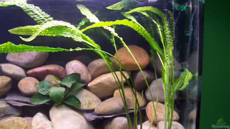 Pflanzen im Aquarium Becken 2798 von Michael Schillerwein (10)