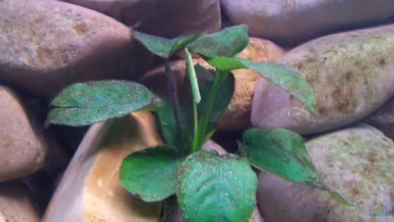 Pflanzen im Aquarium Becken 2798 von Michael Schillerwein (8)