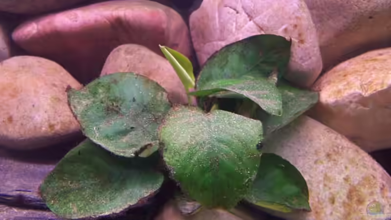 Pflanzen im Aquarium Becken 2798 von Michael Schillerwein (9)