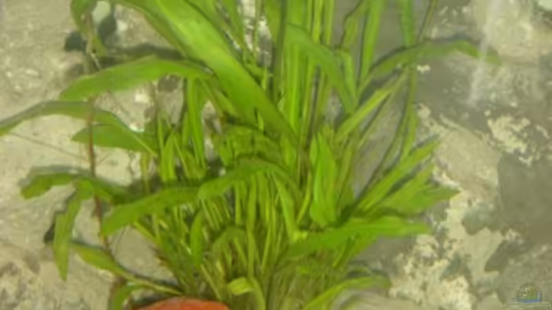 Pflanzen im Aquarium Becken 2803 von Claudio Zeitler (2)