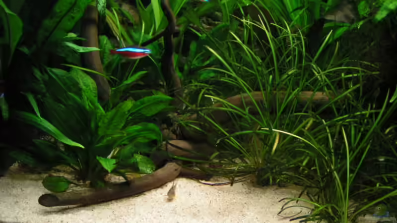Pflanzen im Aquarium Becken 2813 von Heiko Schneider (11)