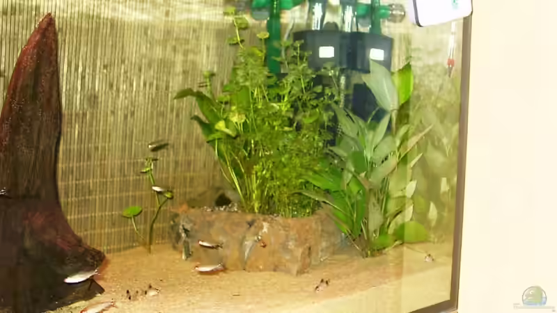 Pflanzen im Aquarium Becken 2829 von Sascha Hentrich (2)