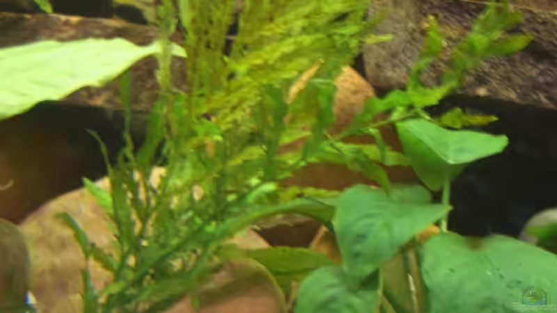 Pflanzen im Aquarium Becken 2860 von Holger Spretz (4)