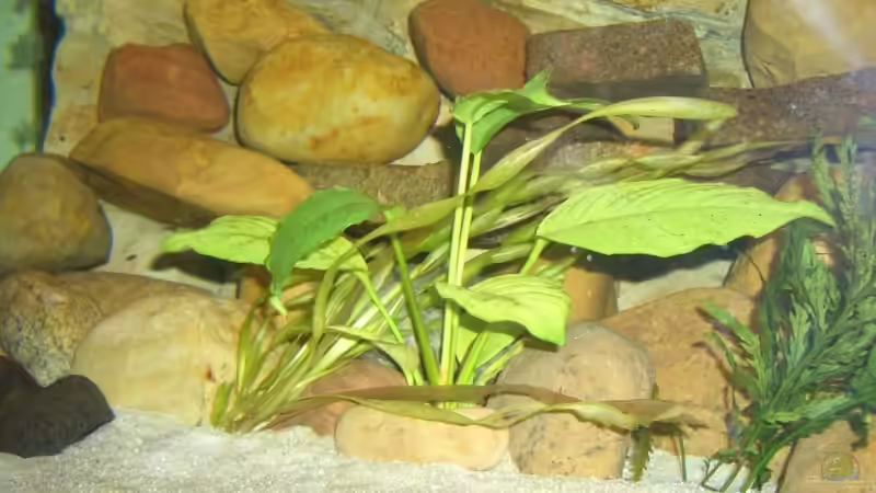 Pflanzen im Aquarium Becken 2860 von Holger Spretz (5)