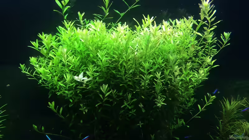 Pflanzen im Aquarium Becken 28629 von Terence Hill (22)