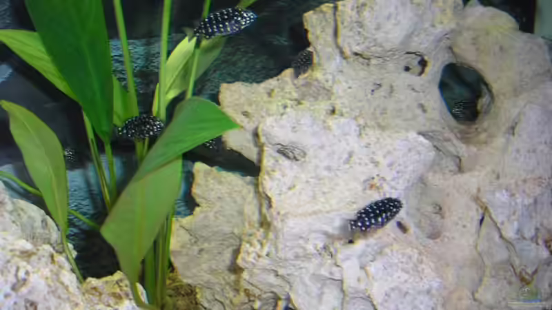 Pflanzen im Aquarium Becken 2872 von Frank Seutter (3)