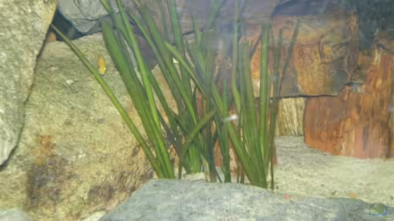 Pflanzen im Aquarium Becken 2888 von Buschmeier Marcel (3)