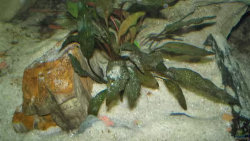 Pflanzen im Aquarium Becken 2888 von Buschmeier Marcel (4)