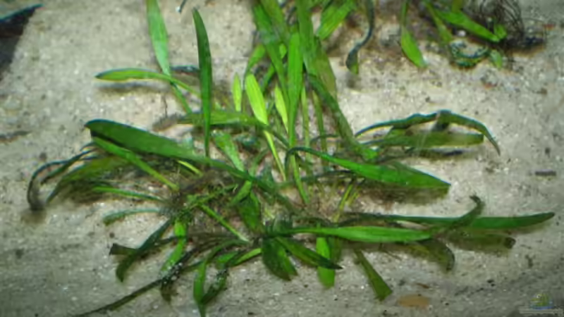Pflanzen im Aquarium Becken 2888 von Buschmeier Marcel (5)