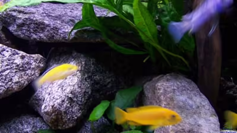 Pflanzen im Aquarium Becken 2895 von Andreas Jüngling (7)