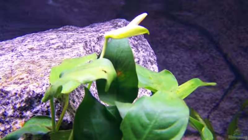 Pflanzen im Aquarium Becken 2895 von Andreas Jüngling (8)