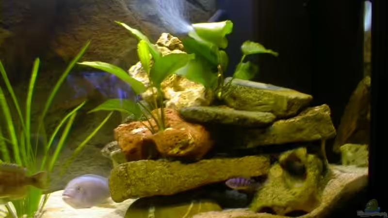 Pflanzen im Aquarium Becken 290 von Andreas Sachisthal (2) (5)