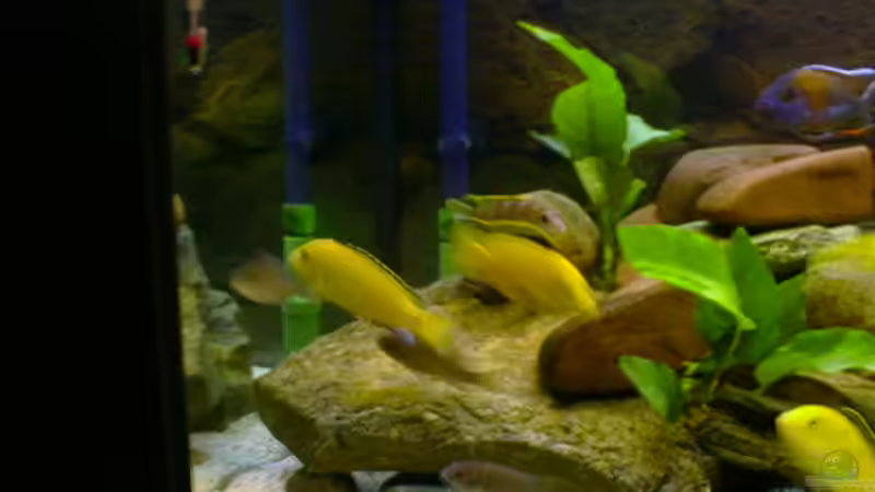 Pflanzen im Aquarium Becken 290 von Andreas Sachisthal (4)