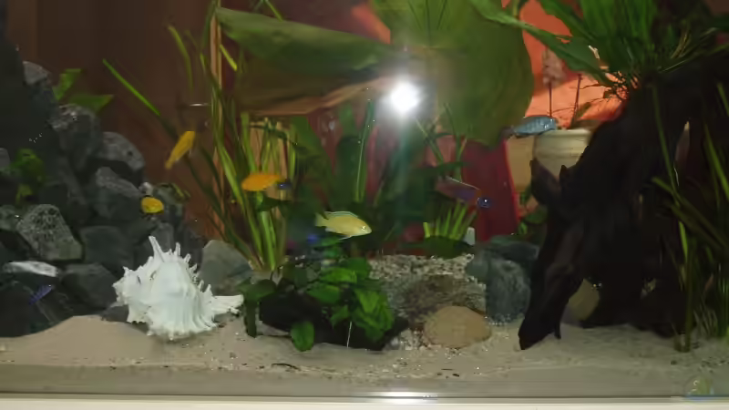 Pflanzen im Aquarium Becken 2903 von Stefan Matz (6)